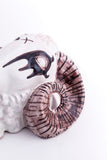 Ram Mask