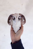 Ram Mask